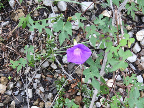 Image of Ipomoea orizabensis by (c) Leticia Jiménez Hernández, some rights reserved (CC BY-SA)