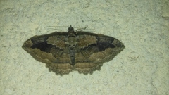 Philereme transversata