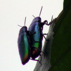 Chrysochroa fulminans
