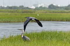 Ardea herodias