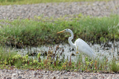 Ardea alba