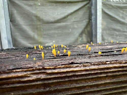 Dacrymyces spathularia