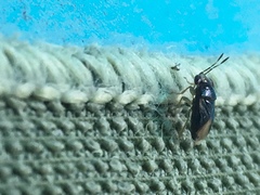 Geocoris flaviceps
