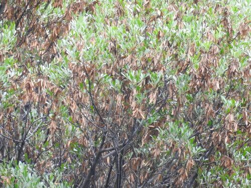 Image of Fraxinus greggii by (c) Leticia Jiménez Hernández, some rights reserved (CC BY-SA)