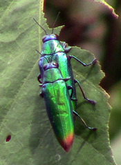 Chrysochroa fulminans