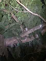 Paradoxurus musangus