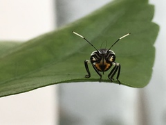 Rhynchocoris