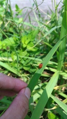 Coptocephala pallens