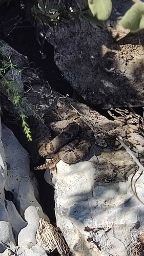Tamaulipan Rock Rattlesnake