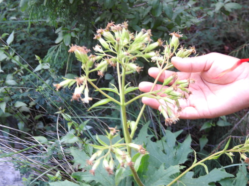 Psacalium peltatum, photograph 2