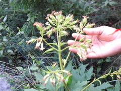(c) Leticia Jiménez Hernández, some rights reserved (CC BY-SA) Psacalium peltatum, photograph (c) Leticia Jiménez Hernández, some rights reserved (CC BY-SA)