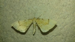 Gandaritis pyraliata