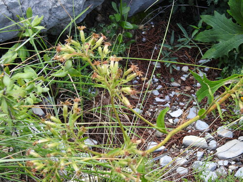 Psacalium peltatum, photograph 3
