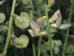 Onobrychis radiata