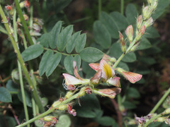 Onobrychis radiata