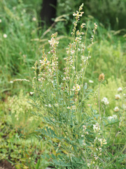 Onobrychis radiata