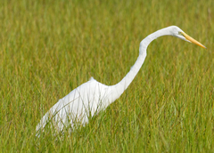 Ardea alba