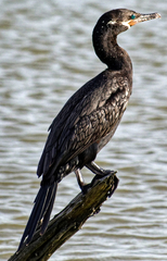 Nannopterum brasilianum