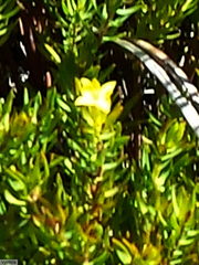 Gnidia juniperifolia