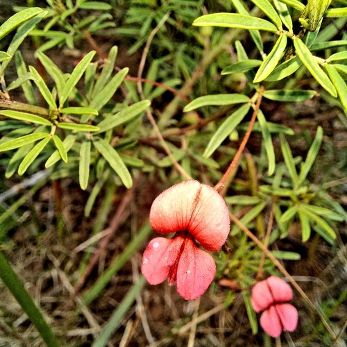 Image of Indigofera verrucosa by (c) kevin koen, some rights reserved (CC BY-SA)