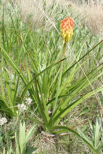 Image of Kniphofia rigidifolia by no rights reserved