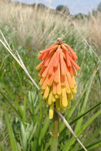 Image of Kniphofia rigidifolia by no rights reserved