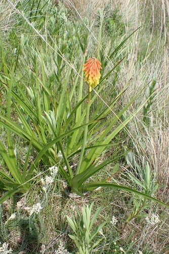 Image of Kniphofia rigidifolia by no rights reserved