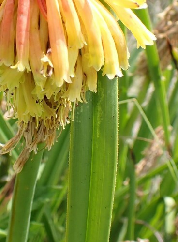 Image of Kniphofia rigidifolia by no rights reserved