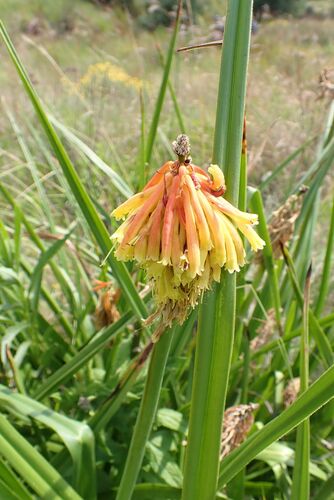 Dullstroom Poker (Kniphofia rigidifolia)
