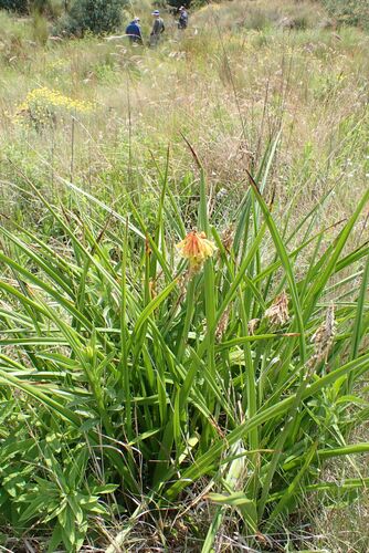 Image of Kniphofia rigidifolia by no rights reserved