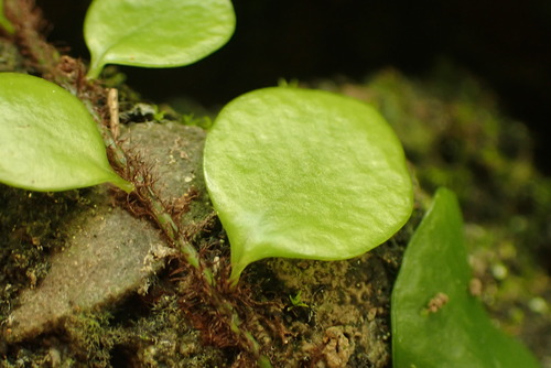 Lemmaphyllum microphyllum iNat (3)
