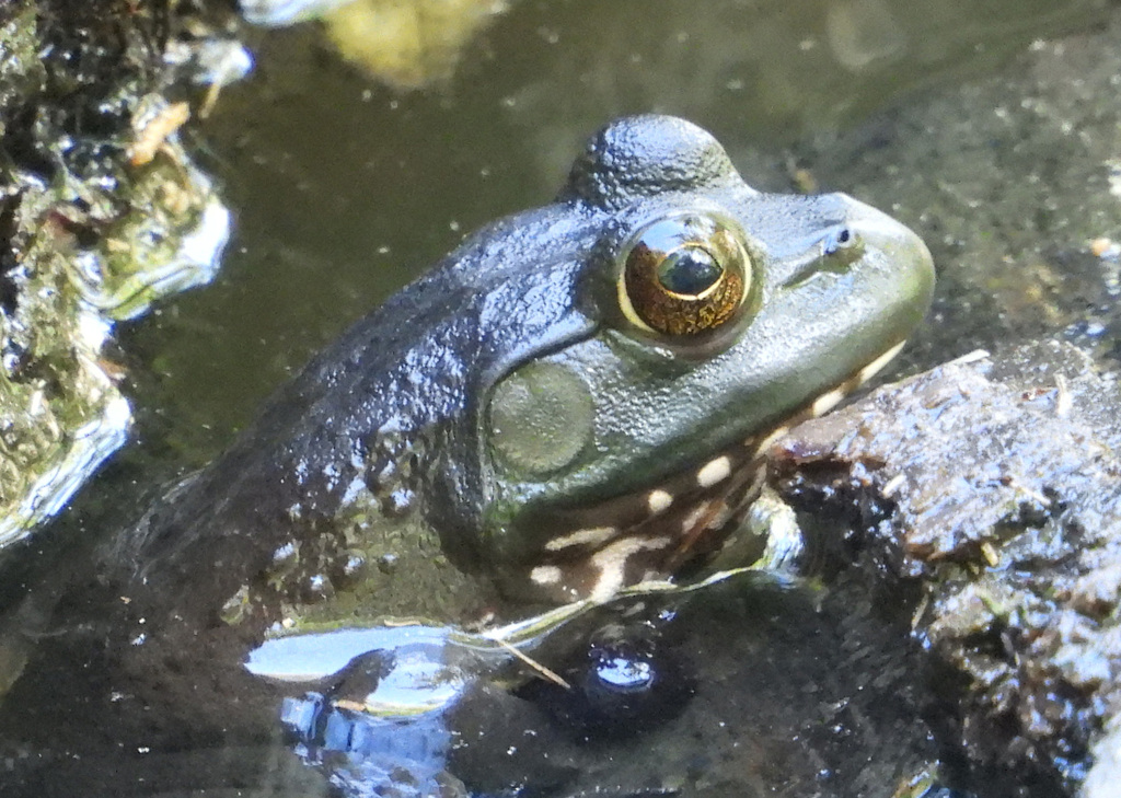 American Bullfrog from Forest Glen, Silver Spring, MD, USA on September ...