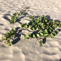 Ipomoea pes-caprae brasiliensis