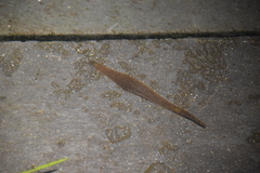 Glossiphoniidae