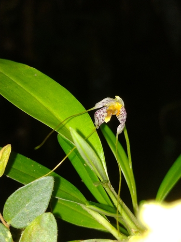 Image of Masdevallia picturata by (c) Lucas Kaminski, some rights reserved (CC BY)