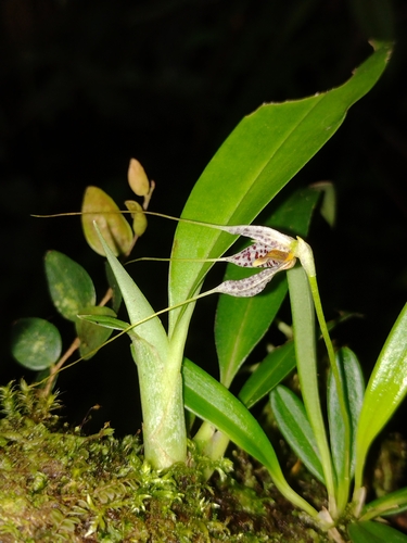 Image of Masdevallia picturata by (c) Lucas Kaminski, some rights reserved (CC BY)
