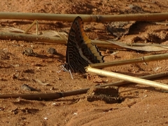 Charaxes epijasius