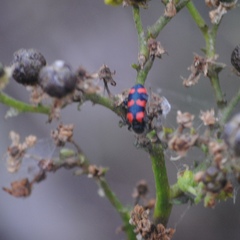 Trichodes leucopsideus