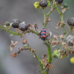 Trichodes leucopsideus