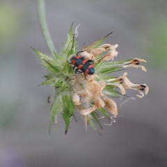 Trichodes leucopsideus