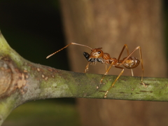 Oecophylla smaragdina