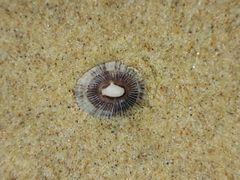 Siphonaria funiculata