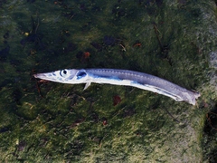 Arctozenus risso
