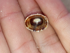 Siphonaria funiculata