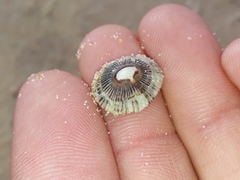 Siphonaria funiculata