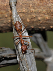 Oecophylla smaragdina