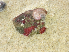 Haliotis coccoradiata