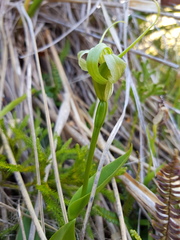 Greenhood (Pterostylis oliveri)