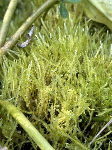 Straminergon stramineum