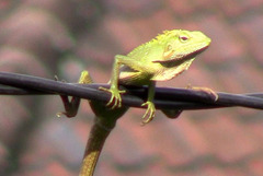 Bronchocela jubata